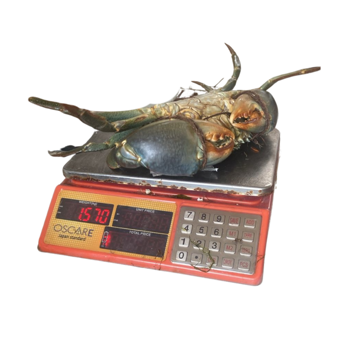 King Size Mud Crab (1.2Kg - 2Kg)