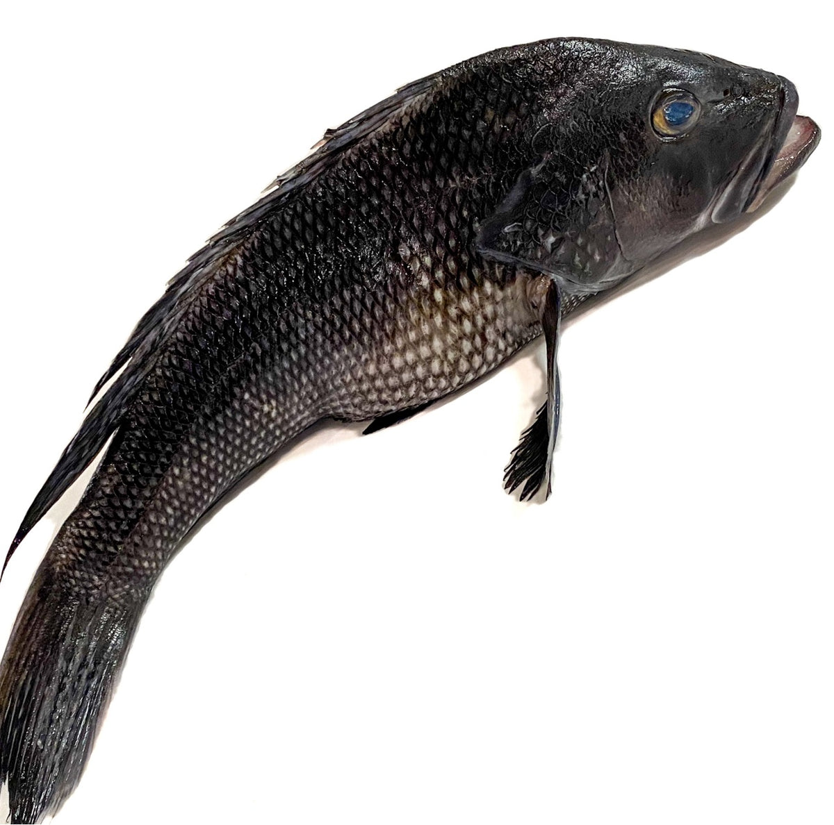 Sea Bass Gilled & Gutted (1kg) bringmaalu.lk