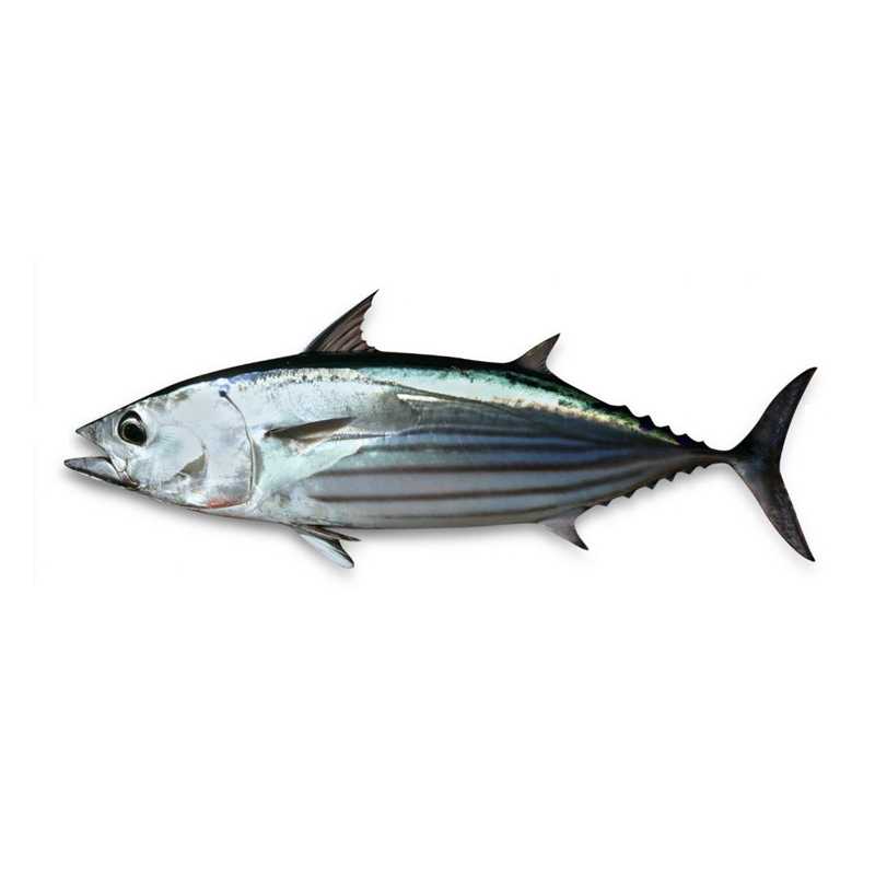 Skip Jack Tuna - Balaya (1kg) *Can clean and cut upon request
