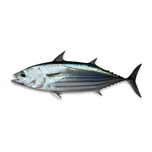 Skip Jack Tuna - Balaya (1kg) *Can clean and cut upon request
