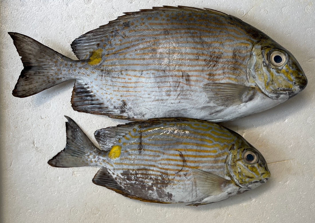 Rabbitfish as Seafood: Benefits, Cooking Methods, and More