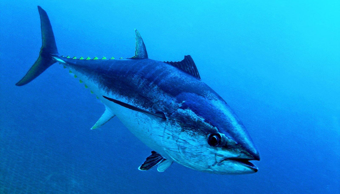 What to look for when buying fresh Tuna? - bringmaalu.com