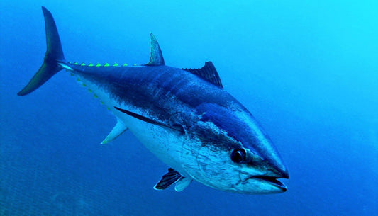 What to look for when buying fresh Tuna? - bringmaalu.com