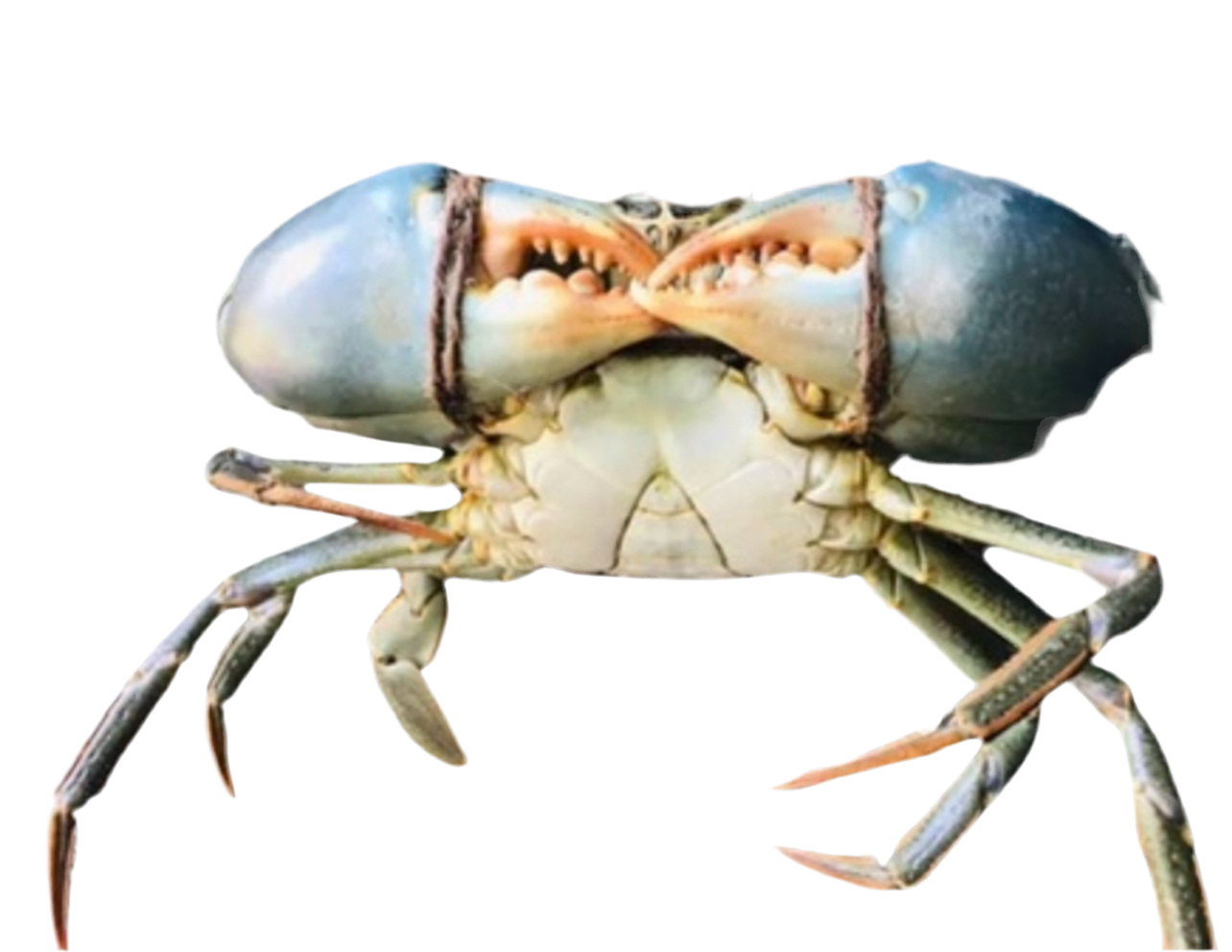 Mud Crab XXL (1KG-1.2KG Per Crab)