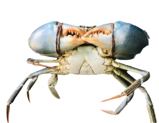 Mud Crab XXL (1KG-1.2KG Per Crab)