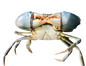 Mud Crab XXL (1KG-1.2KG Per Crab)