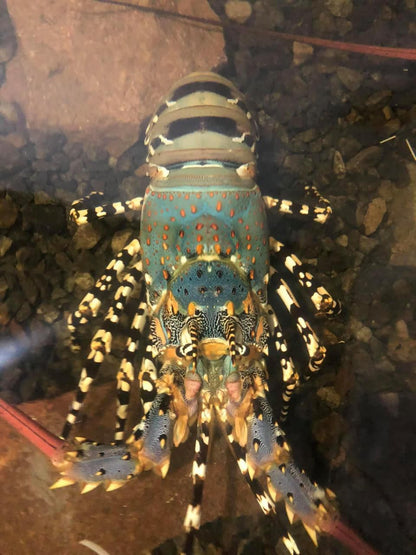 Live Rainbow Lobsters Above 500g (1KG)