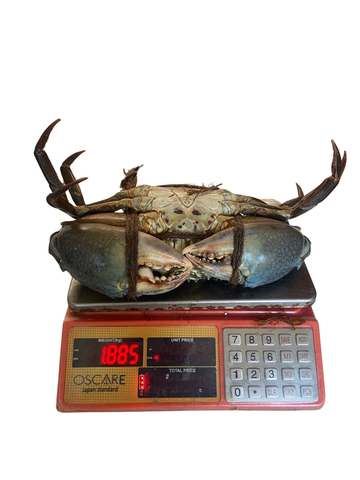 King Size Mud Crab (1.2Kg - 2Kg)
