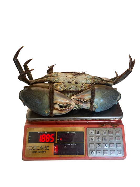 King Size Mud Crab (1.2Kg - 2Kg)