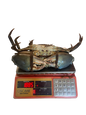 King Size Mud Crab (1.2Kg - 2Kg)