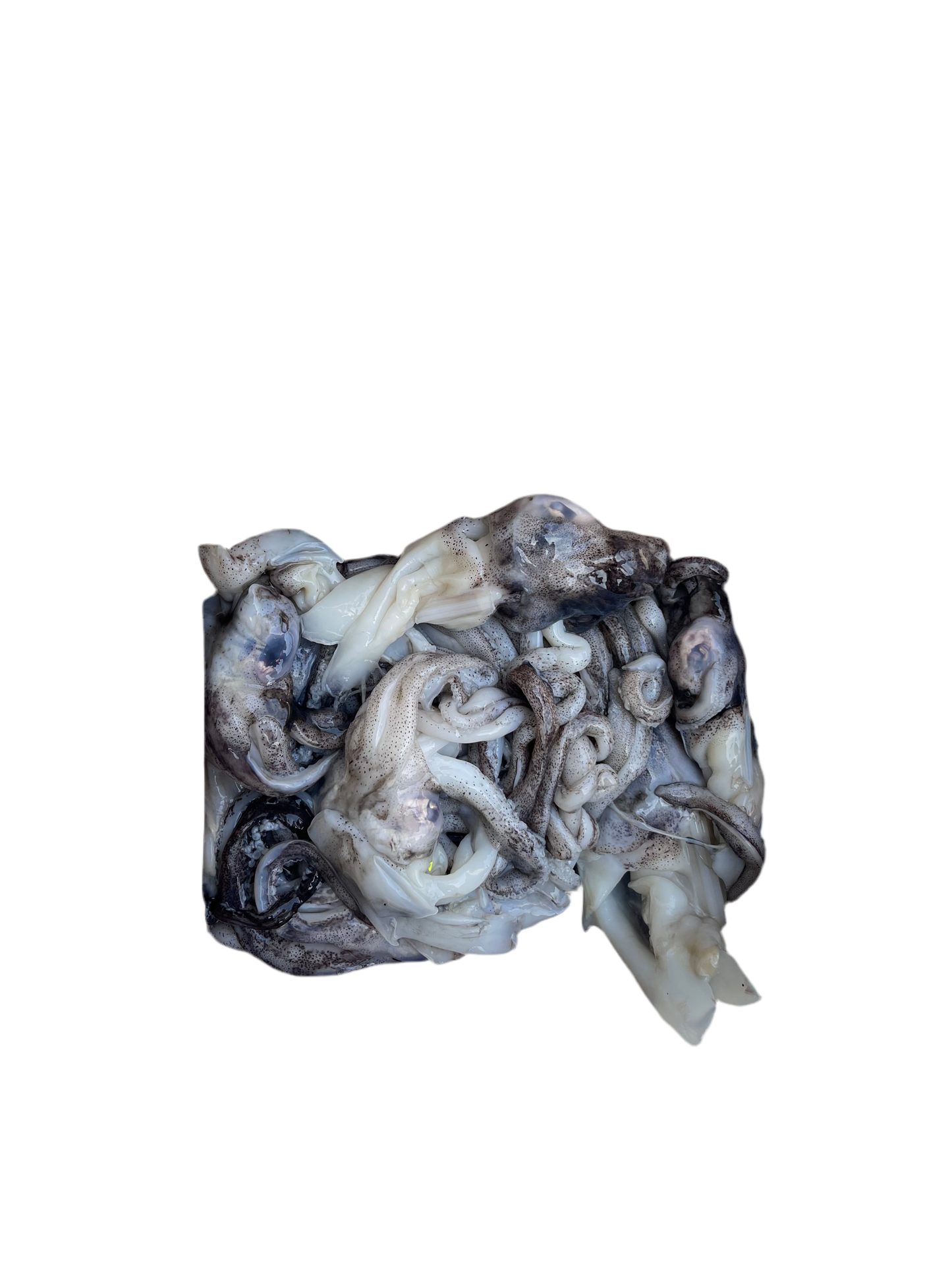 Fresh Cuttlefish Head (1KG)