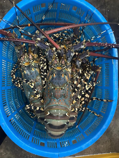 Live Rainbow Lobsters Above 500g (1KG)