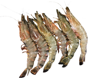 Jumbo Sea Prawns (Count 15 - 20) 1Kg