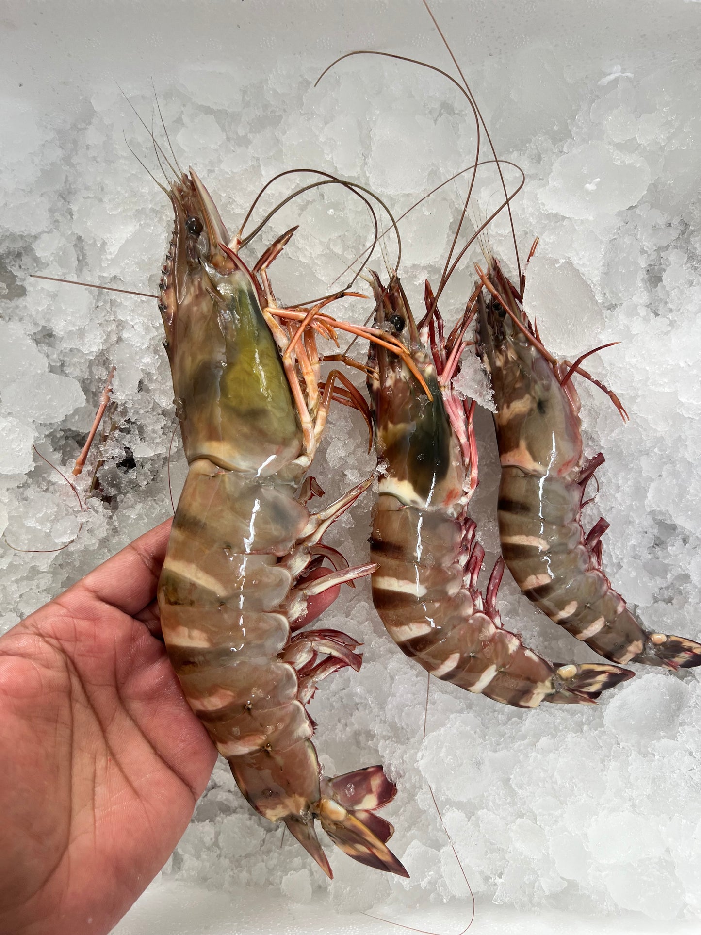 Fresh Prawns (Pick Size)