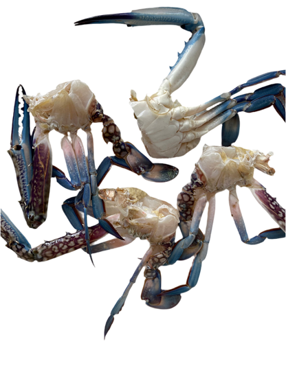 Fresh Cleaned Cut Crabs - Large size (1KG)