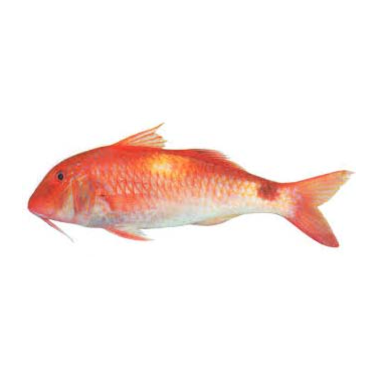 Cleaned Indian Goat Fish (1Kg)