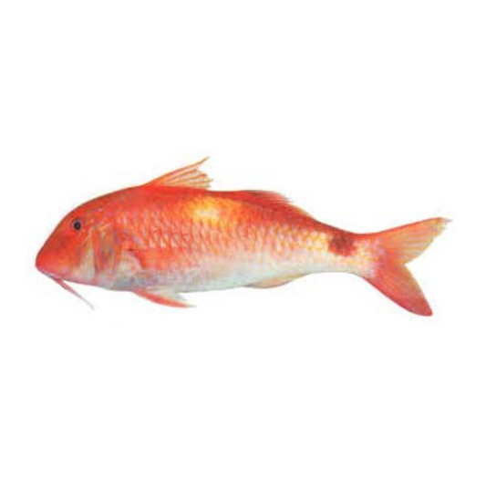 Cleaned Indian Goat Fish (1Kg)