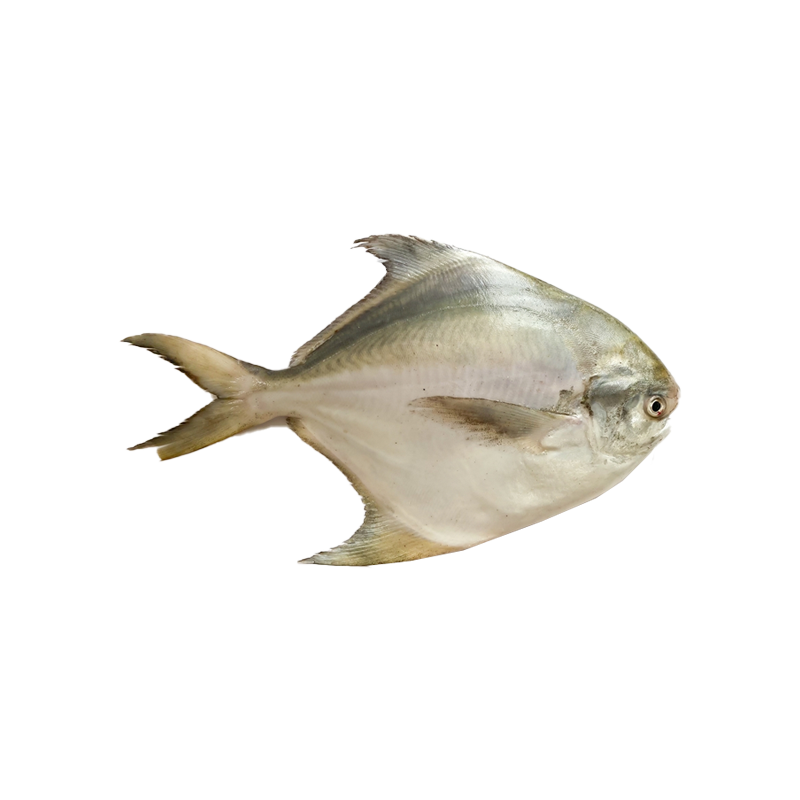 Fresh Cleaned Silver Pomfret (1KG)