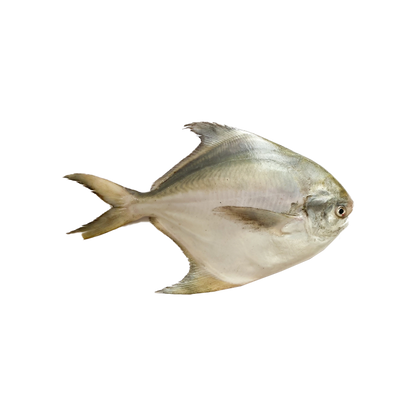 Fresh Cleaned Silver Pomfret (1KG)