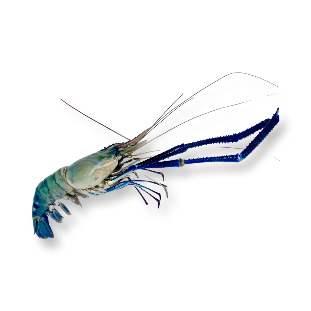 Lagoon Prawns Large 3 - 6(1KG)