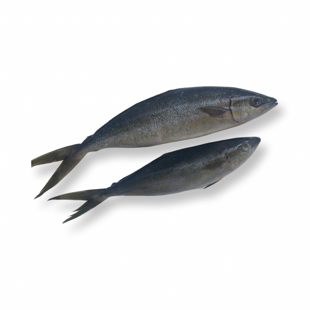 Fresh Lena Parawa - Rainbow Runner (1kg) – bringmaalu.lk
