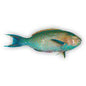 Cleaned Parrot Fish 2-3 (1KG)