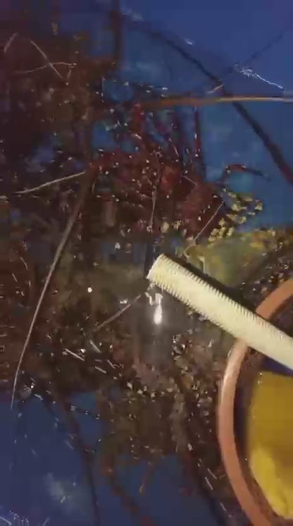 Live Rainbow Lobsters Above 500g (1KG)