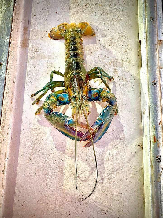 Rainbow Lobsters (3-5 Units) 1KG