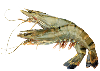 Sea Prawns (Pick Size)