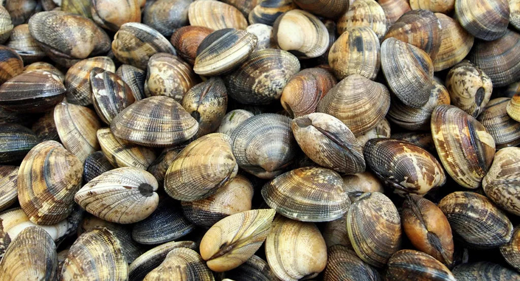 Clams (1KG)