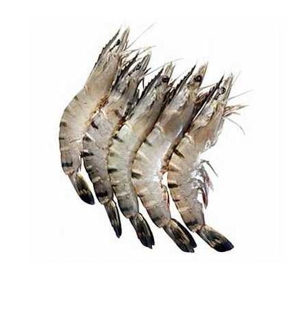 Jumbo Sea Prawns (Count 15 - 20) 1Kg