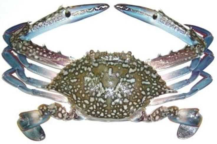 Fresh Sea Crabs - Medium (3 or 5) 1kg