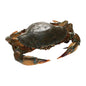 Alive Mud Crab Large 500G - 600G (Per Crab) - bringmaalu.com