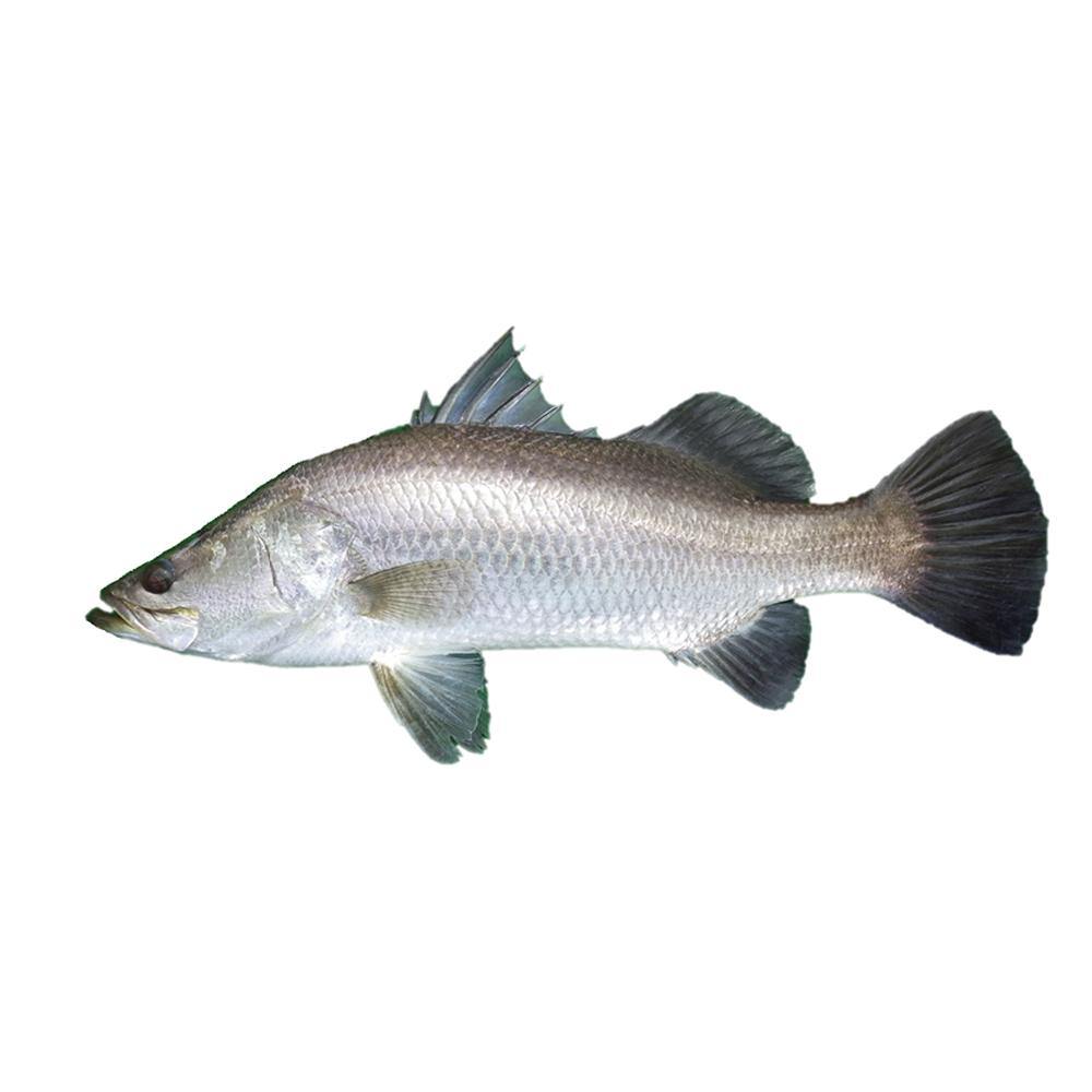 Barramundi (1KG) - bringmaalu.com