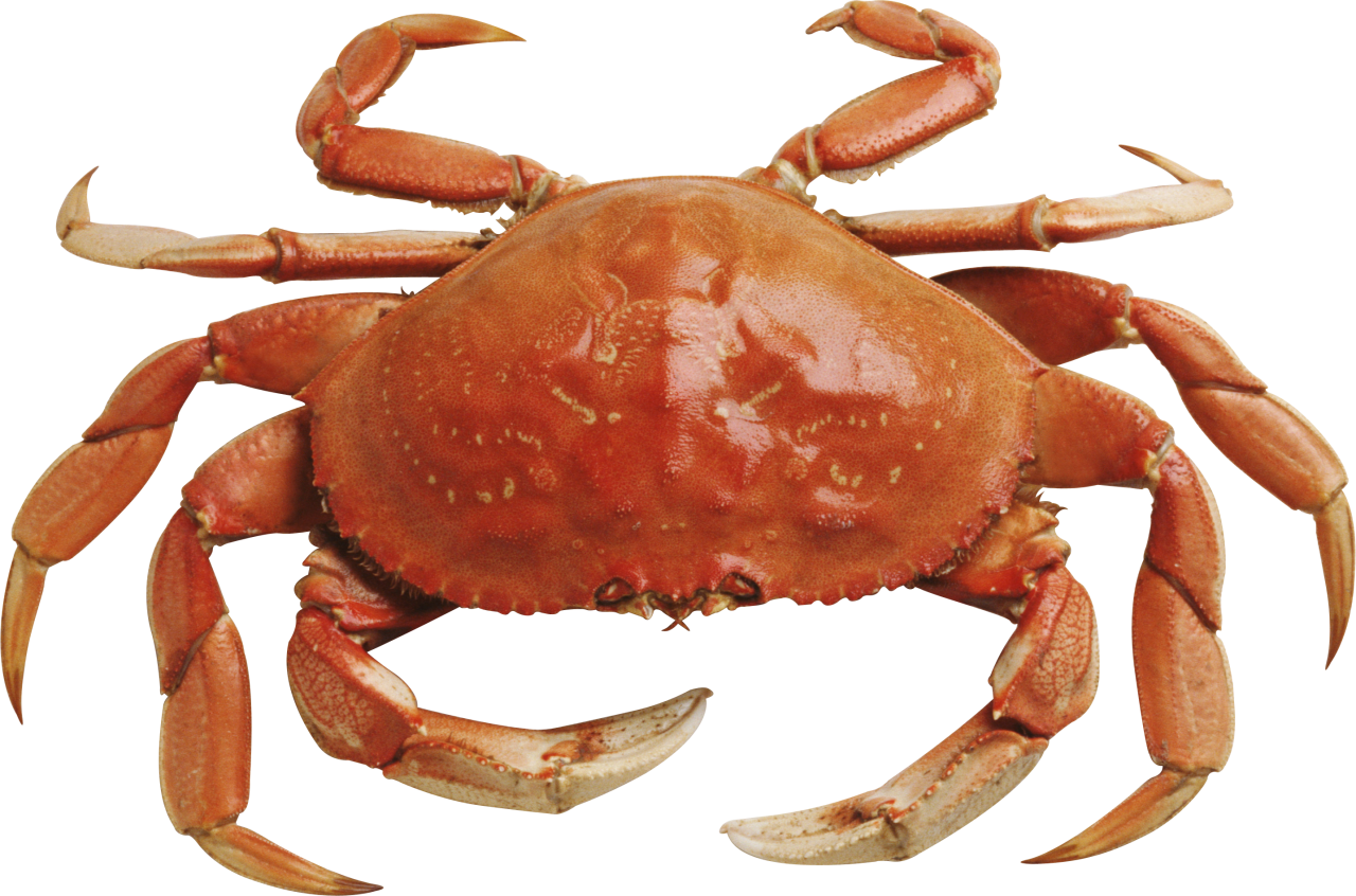 Sea Crab Meat (1KG) - bringmaalu.com