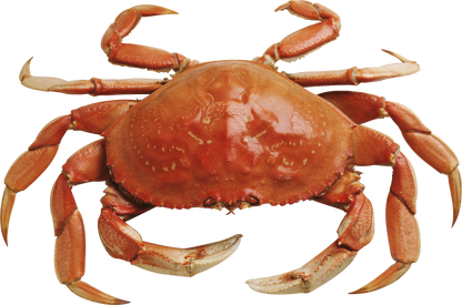 Sea Crab Meat (1KG) - bringmaalu.com