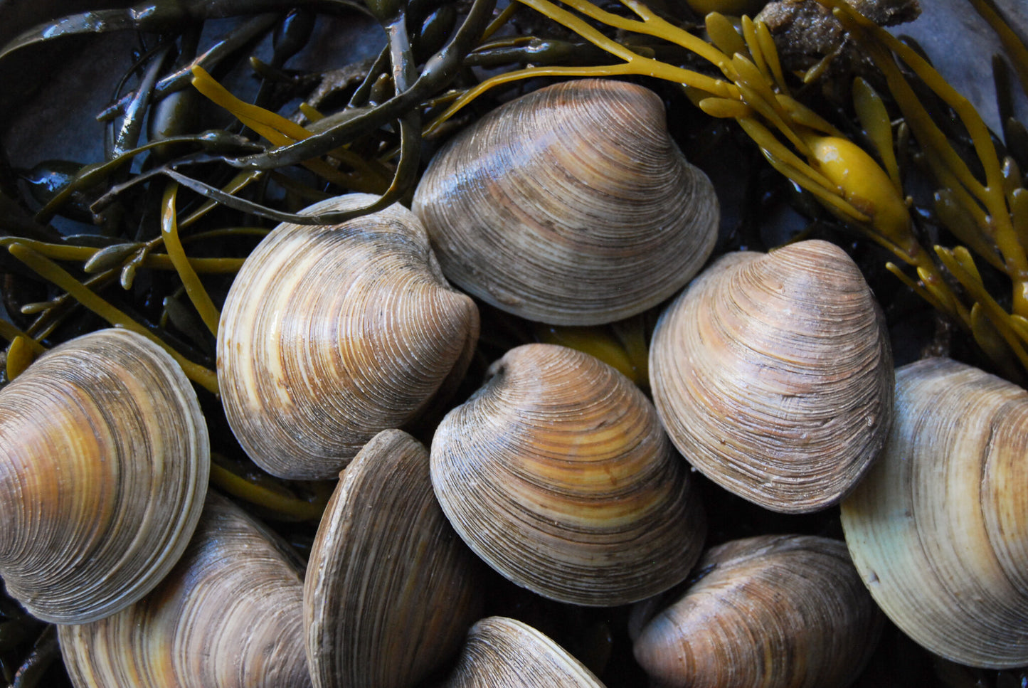 Clams (1KG)