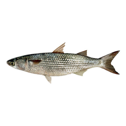 Mullets - Gal Maalu (1kG) - bringmaalu.com