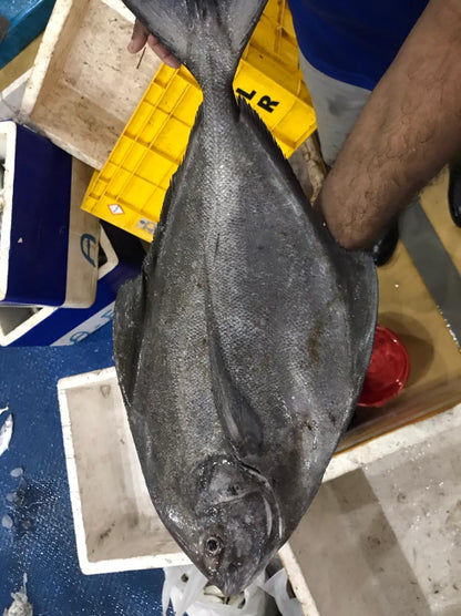 Fresh Cleaned Black Pomfret 1.5kg - 2Kg