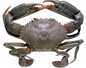 Alive Mud Crab Small 200G - 300G (3 Crabs) - bringmaalu.com