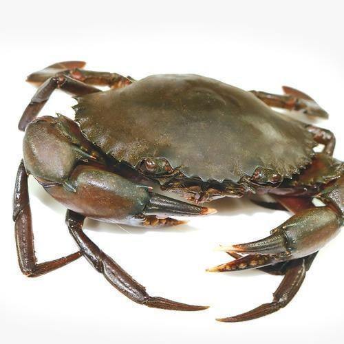 Alive Mud Crab Extra Large 700G-800G (Per Crab) - bringmaalu.com