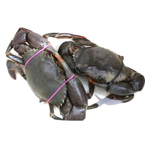 Alive Mud Crab Medium 300G - 500 Gram (Per Crab) - bringmaalu.com