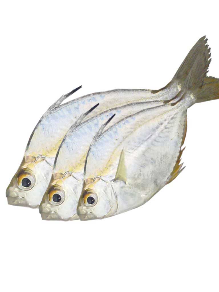 Fresh Cleaned Karalla - Pony fish (1kg)