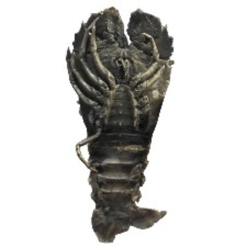 Medium Shoe Lobster (1KG) - bringmaalu.com