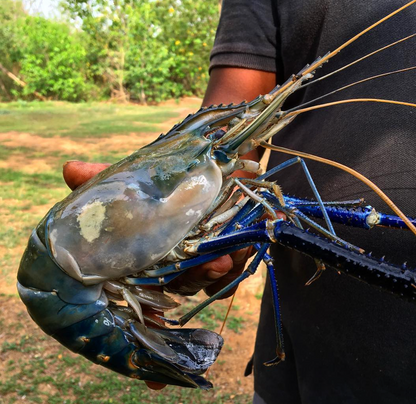 Lagoon Prawns Large 3 - 6(1KG)