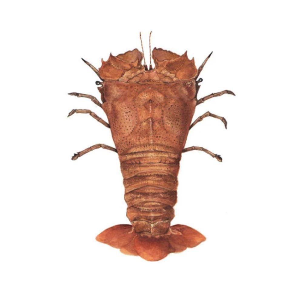 Medium Shoe Lobster (1KG) - bringmaalu.com