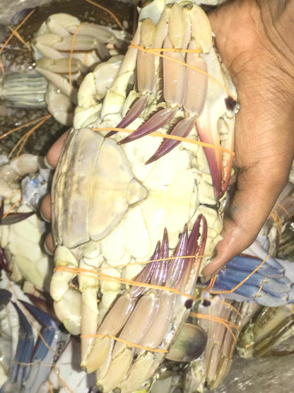 Blue Sea Crabs Large (2/3 Crabs) 1KG