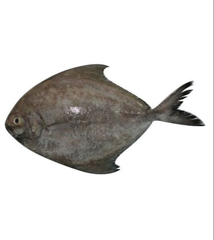 Fresh Cleaned Black Pomfret 1.5kg - 2Kg