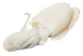 Fresh Whole Squid ( 4 or 5 / 1kg)