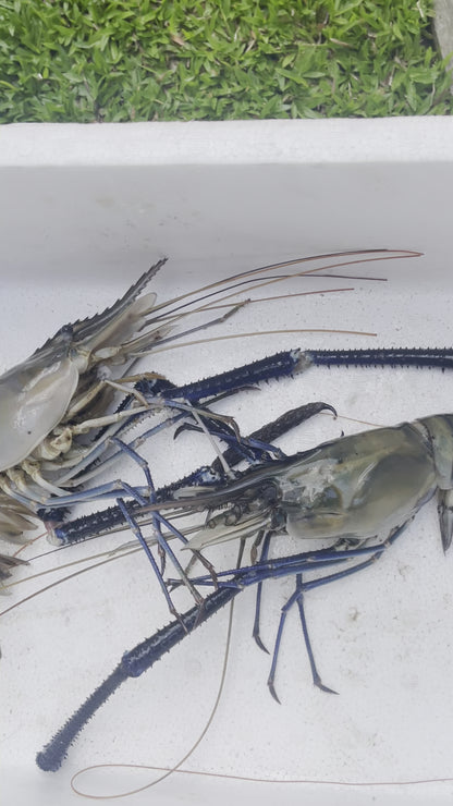 Lagoon Prawns Large 3 - 6(1KG)